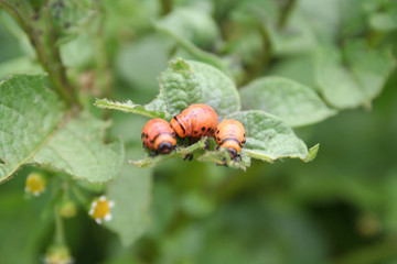 Red larva of the Colorado potato beetle eats potato leaves. Leptinotarsa decemlineata on potato plants