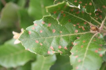 Brown spots on laurel leves. Laurel bush with disease. Laurus nobilis