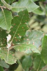 Brown spots on laurel leves. Laurel bush with disease. Laurus nobilis
