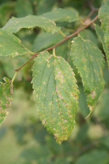 Golden shower tree in the garden with disease. Cassia fistula leaves with brown dry spot