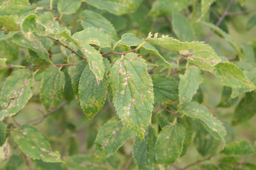 Golden shower tree in the garden with disease. Cassia fistula leaves with brown dry spot