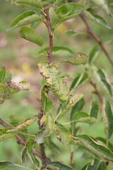Disease on Pear leaves. Brown spots on pear leaves in the garden