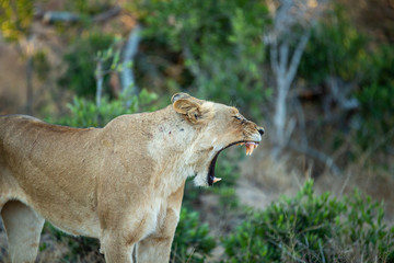 A large pride of lions starting to awake before a night of hunting in the bushveld of the greater...