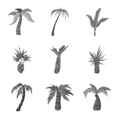 Isolated object of jungle and botanical sign. Collection of jungle and flora vector icon for stock.