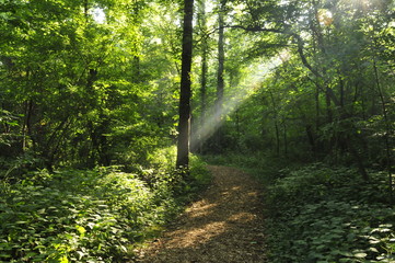 Sunbeams on the Forest Path