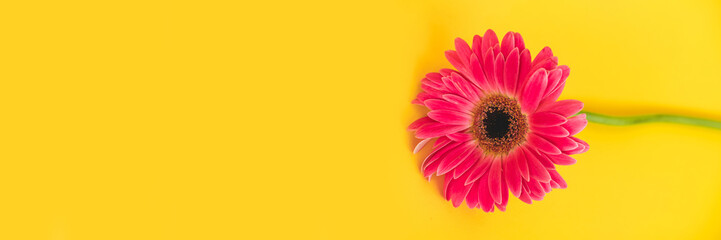 Bright beautiful gerbera flowers on sunny yellow background. Concept of warm summer and early autumn. Place for text, lettering or product. View from above, Copy space. Flatlay.