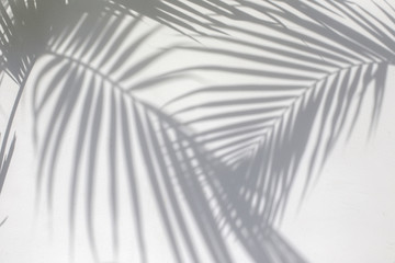 Tropical palm leaves shadows on white wall textured background.