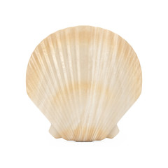 Beauty Scallop Sea or Ocean Shell Seashell. 3d Rendering