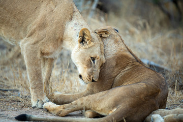 A large pride of lions starting to awake before a night of hunting in the bushveld of the greater kruger national park.