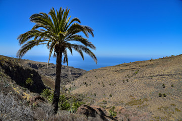 Fototapeta na wymiar Dattelpalme auf der Insel La Gomera / Kanaren
