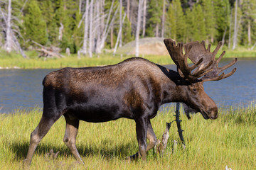Shiras Moose in the Rocky Mountains of Colorado