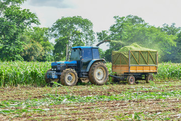 Fototapeta premium Farm tractor, cut and grind corn plants