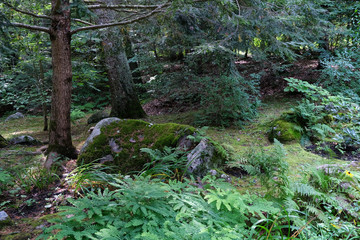 Mossy rocks in green forest