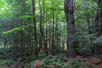 Green forest with rocks in the foreground