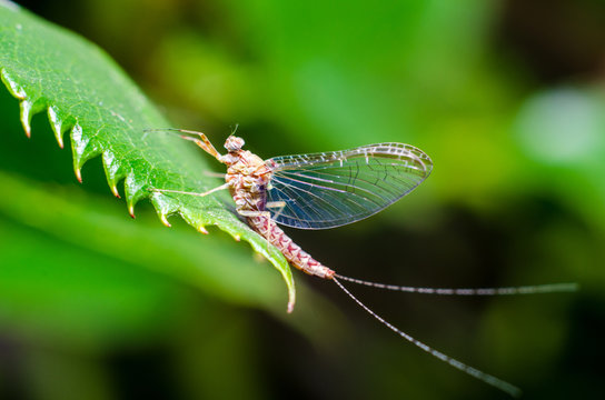 Ephemeridae Images – Browse 59 Stock Photos, Vectors, and Video | Adobe ...