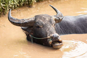 head of swamp buffalo with mouth opening