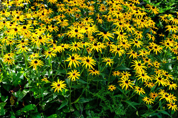 Field of black-eyed Susan flowers