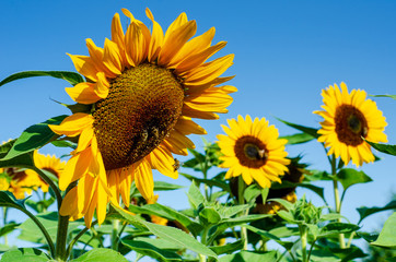Close-up of sunflower field with blue sky