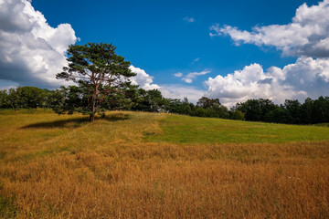 Fototapeta na wymiar Hügelige Wiesenlandschaft mit Baum am 