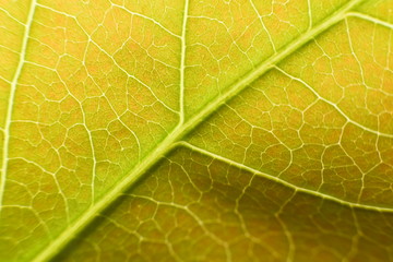 abstract of green leaf and white sunlight