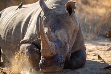 Large male white rhino  showing the battle scars of a territorial dispute between bulls.