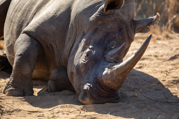 Large male white rhino  showing the battle scars of a territorial dispute between bulls.