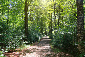 Walking track across deciduous woodland in summer