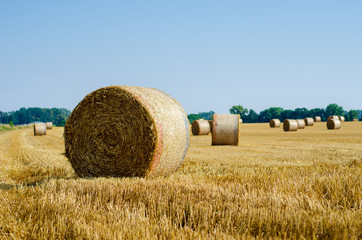 Fototapeta premium Rolled up hay bales on wheat field or dry meadow after harvest in rural agricultural area.