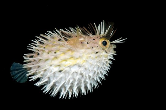 Long-spine porcupinefish (Diodon holocanthus), Bohol Sea, Philippines, Asia
