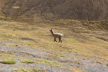 Alpaca grazing in the highlands of the Andes near the Rainbow Mountain and Red Valley, Peru