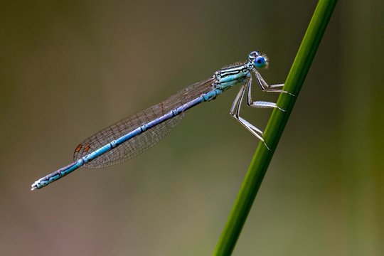 White-legged damselfly (Platycnemis pennipes), male sits at Halm, Burgenland, Austria, Europe