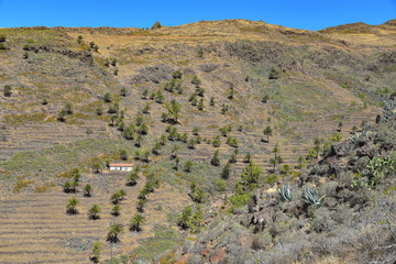 Landschauf mit Plamen auf der Insel La Gomera