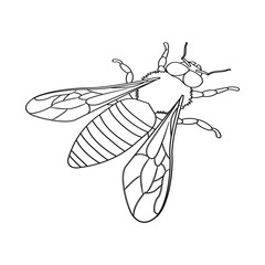 Vector design of bumblebee and wild symbol. Set of bumblebee and biology stock symbol for web.