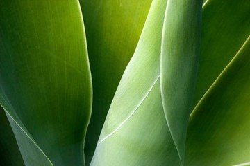 Agave (Agave attenuata), La Palma, Canary Islands, Spain, Europe