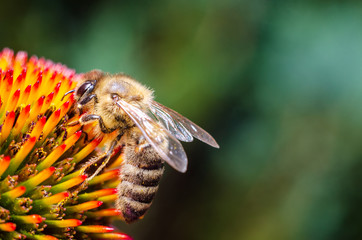Honey Bee Collecting Honey From Flower