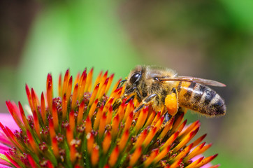 Honey Bee Collecting Honey From Flower