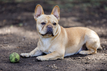 Curious French Bulldog Male Taking a Break. Off-leash dog park in Northern California.