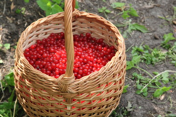 Fototapeta na wymiar fresh red strawberries in a basket
