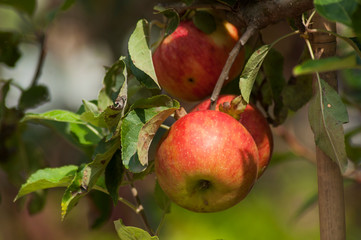 Obraz premium Closeup of red apple in apple tree on sunlight view
