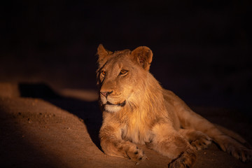 Naklejka premium Young male lion cub been left behind after the rest of the pride had moved off. 