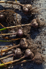 Fresh harvest of onion collected and laid out on a cement floor to dry. Shallow depth of field. Selective focus