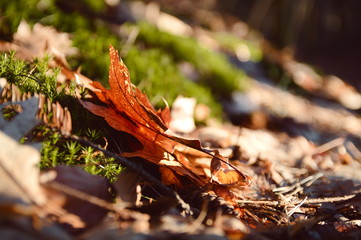 Autumn leaf on the ground between other leaves 