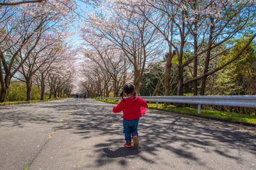 Fototapeta premium 子供と桜