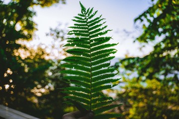 Green leaf on blue sky background. Leaf pattern.