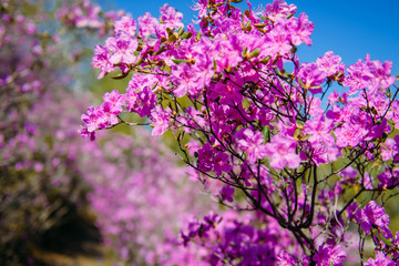 Branches of flowering rhododendron on a sunny spring day against the blue sky. Delicate pink flowers of the Altai Sakura, close-up, selective focus.