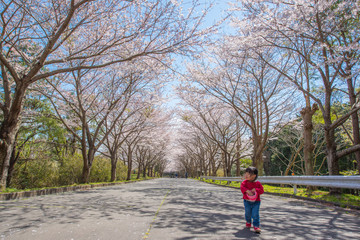 Fototapeta na wymiar 子供と桜