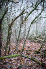 autumn foggy magical forest