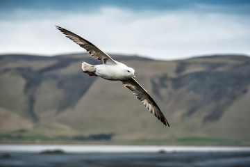 Fototapeta na wymiar white gull in fly