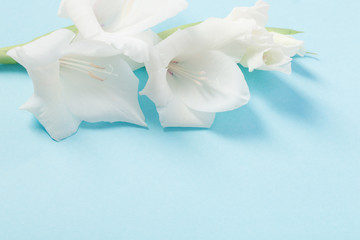 white gladiolus on blue background