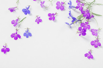 Fototapeta na wymiar lobelia flowers on white background